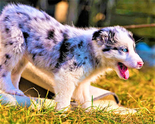Australian Dog Heeler Breed  History The breed of Australian healer was bred in Australia, which follows from the name, during the period of settlement of these areas by the British. People needed a strong, hardy, and intelligent dog with a large, muscular physique, which could endure all the hardships in a new place and serve as reliable support in various endeavors. And the undertakings, as you yourself understand, were many.  These dogs are called differently – the Australian healer, the Queensland healer (due to the huge popularity among farmers in the Queensland region in Australia), the blue healer, or the hall healer. Officially, however, he is an Australian shepherd dog (for cattle). And the nickname “healer” happened because the dogs were raised in a herd of cattle, and they grazed cattle by biting them on their lower legs.  The Australian healer today is the result of many years of breeding and crosses that began in 1893, and already in 1897 Robert Kaleski showed the first results of his work to the public. Robert Kalesky developed the first standard based on indigenous dingoes, rightly believing that these animals are naturally suited to Australian wild conditions.  Moreover, the dogs, which were taken by the first settlers from England (for example, terriers), for the climate and half-wild life in Australia were poorly suited, and all of them were later crossed and improved in order to obtain better breeds.  The Australian healer today is very similar to a dingo dog, although it has a different coat color. He received the right to be shown in the Working Group since September 1980. The breed joined the herding group in January 1983. The New South Wales Kennel Club gave its approval for the breed standard in 1903.  Breed characteristics Popularity                                   06/10 Training                                      10/10 The size                                       05/10 Mind                                            10/10 Security                                       06/10 Relationship with children      10/10 Agility                                           08/10 Shedding                                      09/10 Breed Information  The country	Australia Life span	13-15 years old Height	Males: 46-51 cm Bitches: 43-48 cm Weight	Males: 15-16 kg Bitches: 14-16 kg Longwool	Average Color	blue, blue with black or brown spots Group	for children, for protection, guard Description These are large dogs, with a wide, powerful chest and muscular physique. The muzzle is square; the ears are erect. The limbs are of medium length, proportional and muscular, the tail is medium, the coat is long. Color can be blue, blue with black or brown spots.  Personality The breed of Australian healer is somewhat stubborn, independent, but at the same time very open and friendly for the owners. These are very smart dogs that always draw their own conclusions, understand the person perfectly, and are distinguished by excellent resourcefulness. In addition, they are extremely hardy and can live in a very diverse climate and generally in a wide variety of conditions, without experiencing any internal discomfort.  Stamina is also reflected in the attitude towards pain – initially, dogs were trained and bred so that they could perform assigned tasks even despite physical injuries, bites, bruises, etc.  The Australian Hiller developed in close contact with humans, and to this day the breed retains this important quality. The dog is extremely attached to its owner and is ready to follow him anywhere, even to the ends of the world, and it does not matter where this edge is located – at the North Pole or in the hot deserts of Africa. The dog will survive everywhere and help the owner survive.  Naturally, the hunting instincts are also extremely strong, and all small animals, including small dogs, cats, squirrels, any rodents, are potential prey. However, they can be trained to live with a cat, if you do this from an early age, but keep in mind that all other cats, except for friendly, domestic cats, will still remain the prey. But hamsters, guinea pigs, parrots – here you cannot even try, since the healer, in principle, cannot perceive them otherwise than as prey.  The Australian shepherd dog perfectly copes with the functions of a watchman, and responsibly, selflessly guards its territory against any encroachment, whether it be a man or a stray dog. Similarly, the situation is with the protection of the hosts. The Australian healer has a very high level of energy, and does not understand how to spend the whole day lying on the couch – and even if he had to do so, he would definitely not like it.  But, if you need to go camping, overcome tens of kilometers of the way, or perform any assigned work, helping the owner in everything, in this case, the dog will be happy. Idleness, lack of activity, and useful functions cause longing and sadness in this breed, because of which the character can become destructive. Then, the first thing that will suffer is your furniture, doorposts, curtains, shoes, etc.  Strangers are perceived neutrally if they are not violators of the territory or do not show aggression towards the dog or owners. By the way, if you live in the private sector, it is better to have a fence with a concrete foundation, since the healer may well make a dig and go on a short trip. Moreover, it will also be possible to find it at the nearest trash – the desire to dig in the trash, independently get food, and travel is inherent in these dogs.  Training Stubbornness and the desire to act in one’s own way is a distinctive features of the breed, although it is quite possible to work with this. If the dog recognizes you as a leader, loves you, it will obey. Accordingly, you must, first of all, put yourself in the role of a leader, as well as train the animal in basic commands and achieve their rigorous execution even in the presence of distracting factors. Moreover, in this case, distracting factors can be not only extraneous sounds and smells but also simply a sunny day on which the dog wants to plunge with all the ensuing adventures.  You need to conduct training in a consistent, active, diverse manner and be patient, kind, very positive, and, when necessary, a strict owner. If the dog is guilty, he does not receive the toy. And if he receives, a tasty treat or a toy, then only after he completes a command, for example, “sit” or “lie down”.  How to take care of a heeler dog? An Australian Healer dog needs to be combed out about twice a week. Haircutting is not required. You need to bathe your pet once a week or more often. Ears need to be cleaned two to three times a week, eyes – daily, or as needed. Claws are cut three times a month.   Common diseases An Australian healer is prone to some illness, although overall has very good health.  hip dysplasia; elbow dysplasia; hypothyroidism; homeopathy von Willebrand disease; progressive retinal atrophy; Deafness is a hereditary disease in an Australian healer, but it can be tested in puppies. Deafness is associated with white coat color.