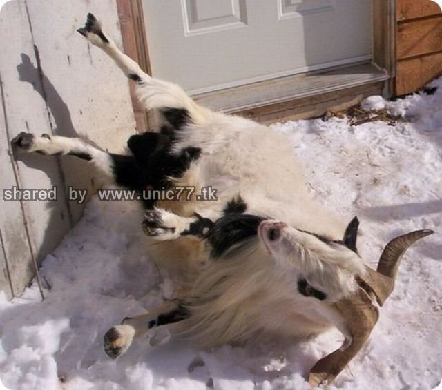 fainting_goats_640_03.jpg (640×566)