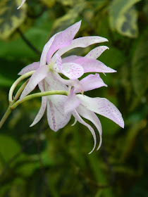 Brassocattleya maiki Mayumi orchid at Allan Gardens Conservatory by garden muses-not another Toronto gardening blog