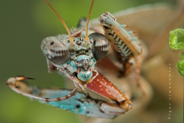 Cool Pictures of Alien Insects -  Insect Macro Photography Seen On www.coolpicturegallery.net