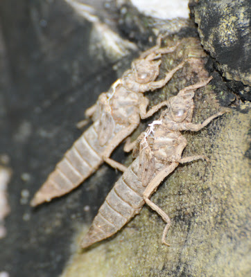 Black-Shouldered Spinyleg (Dromogomphus spinosus)