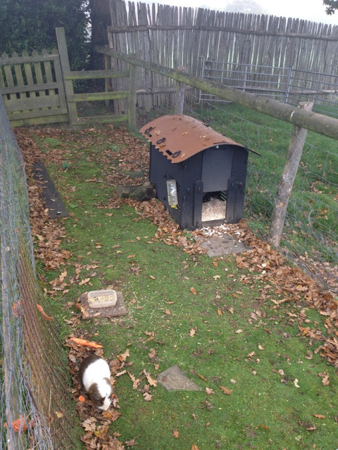 Guinea pig and his house in a pen