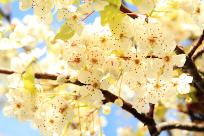 Ornamental Pear Tree Blossoms Photo by @MissMermaid