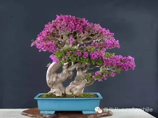 inspirasi sketsa bonsai bugenvil