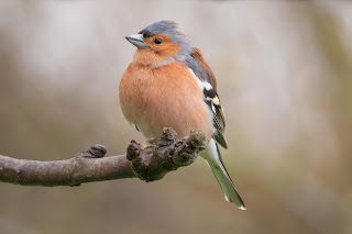 Chaffinch DFBridgeman