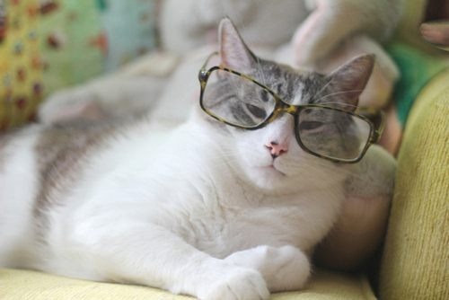 gatos-con-lentes-13