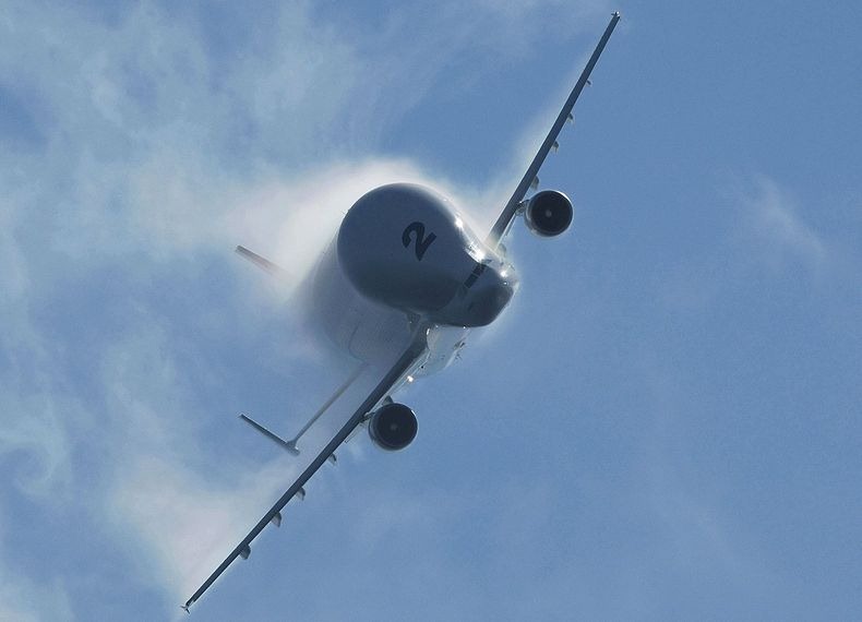 beluga-8