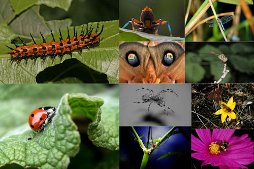 Los insectos de mi jardín VII (10 imágenes de uso libre)