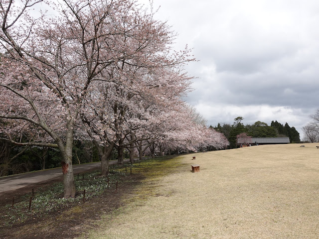 とっとり花回廊　桜の広場　九分咲のソメイヨシノ桜