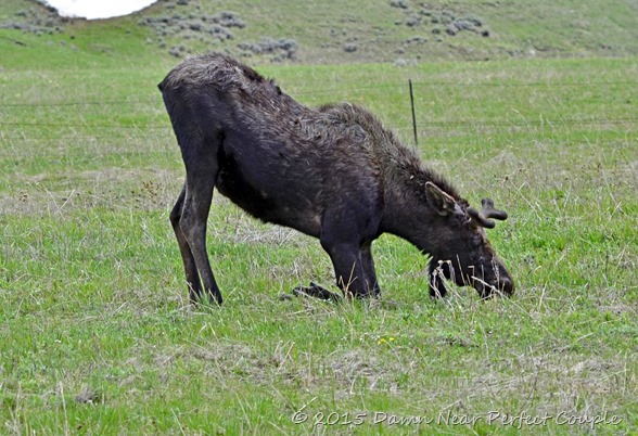 Kneeling Moose