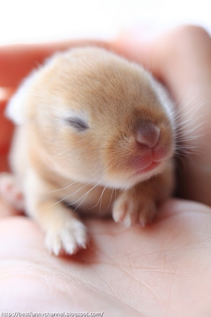 Very little bunny.