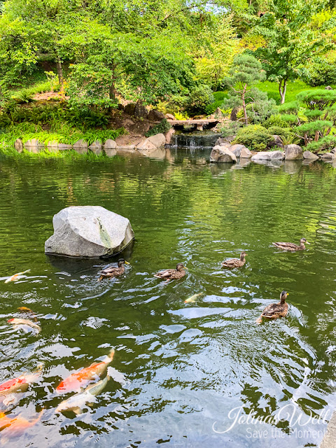 Japanischer Garten Kaiserslautern Kois