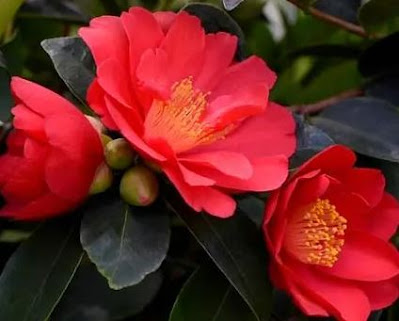 Camellia "1001 Summer Nights Jasmine"