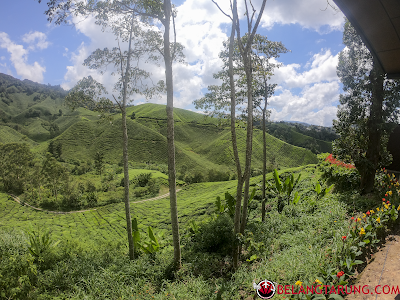 Permandangan Ladang Teh