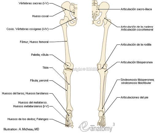 menisci Tibia+fibula+femur