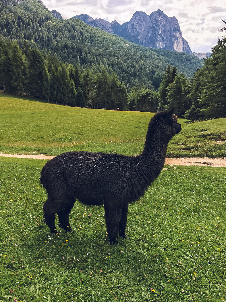 Alpaca alla malga Tuff