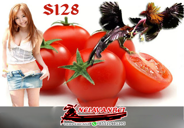 kandungan manfaat berikan makan tomat Sabung Ayam Online terpercaya
