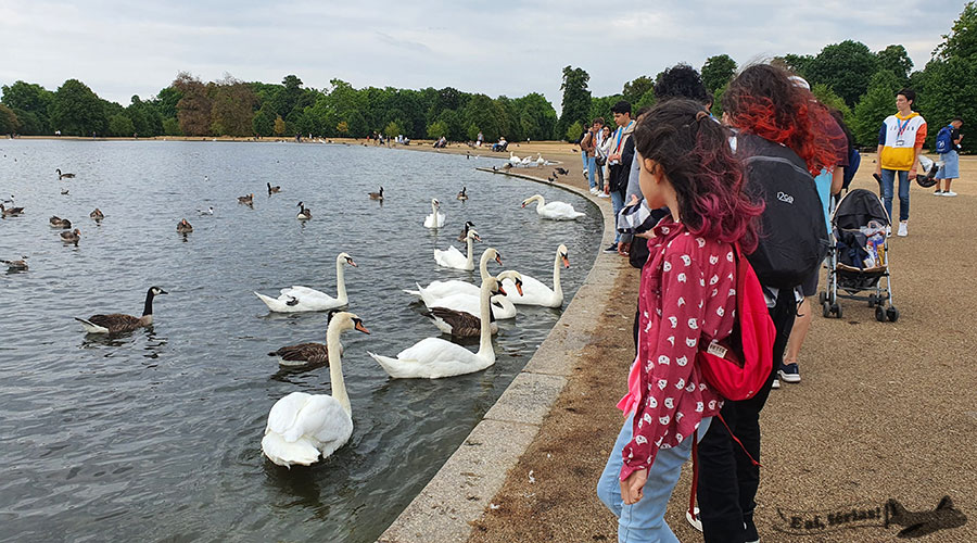 Patos e Gansos no Round Pond, no Hyde Park