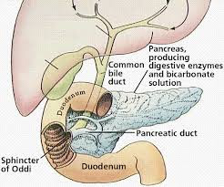 Learn More About Insulin Resistance Reverse