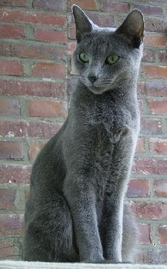 kucing russian blue