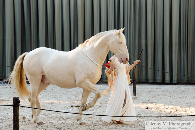 photographe animaux animalier cheval chevaux nieul le dolent nesmy st florent des bois