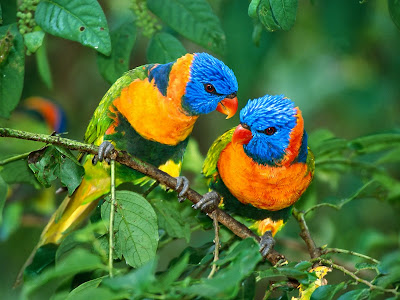 lovely-parrot-couple-Birds-hd-Wallpapers