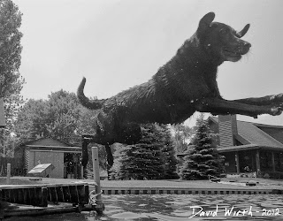 dog jump dock water lake lab