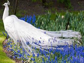 Cute-lovely-peacock