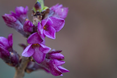 Daphne mezereum.