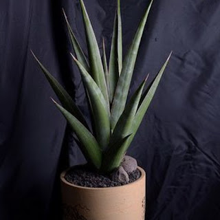 jenis spesies lidah mertua Sansevieria Pinguicula