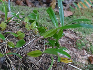 Bulbophyllum nutans - Ti carambole