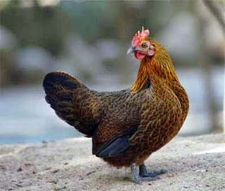 gambar Ayam Arab Golden