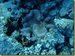 Anenome and Comic