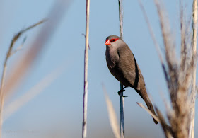 Waxbill : Table Bay Nature Reserve / Woodbridge Island 
