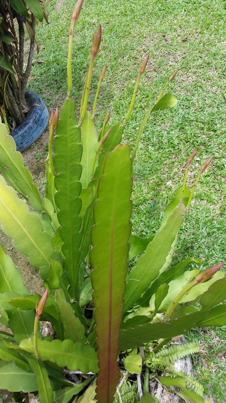 Warisan Petani Pokok  Bunga Bakawali