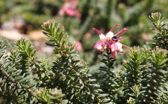 Grevillea Lanigera Flowers