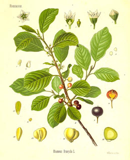 Зърнастец, боя Rhamnus frangula (Rhamnaceae) 