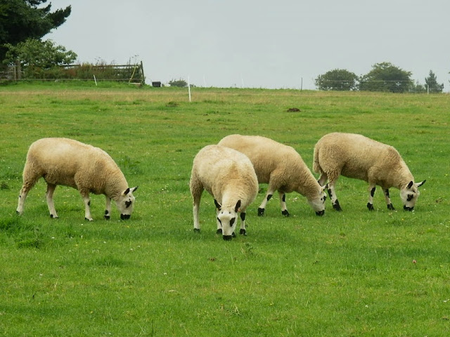 Sheep in Cornwall