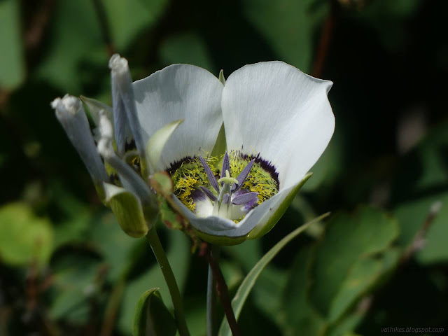 181: hairy inside of a flower