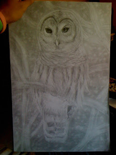 owl sketch