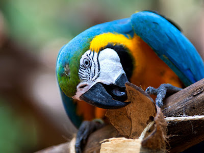 foto de loro en madero