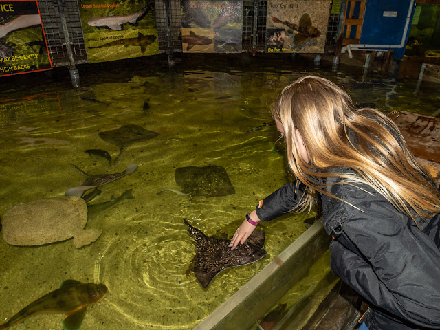 Photo of Holly touching one of the Thornback rays