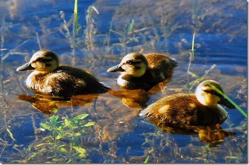 Ducks 3
