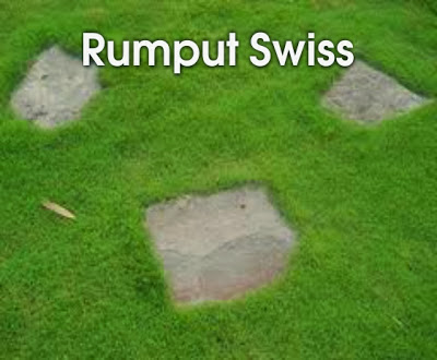 rumput minimalis,jenis rumput,rumput taman,rumput swiss