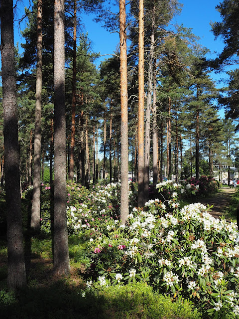 lingonberryhouse, alppiruusu, rhododendron, summer, kesä, kukka, flower