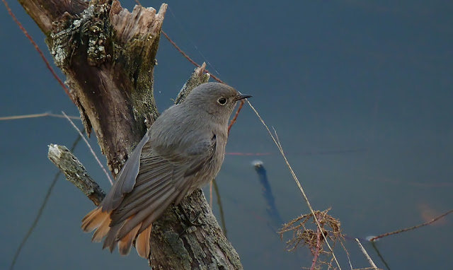 Colirrojo tizón ( Phoenicurus ochruros )