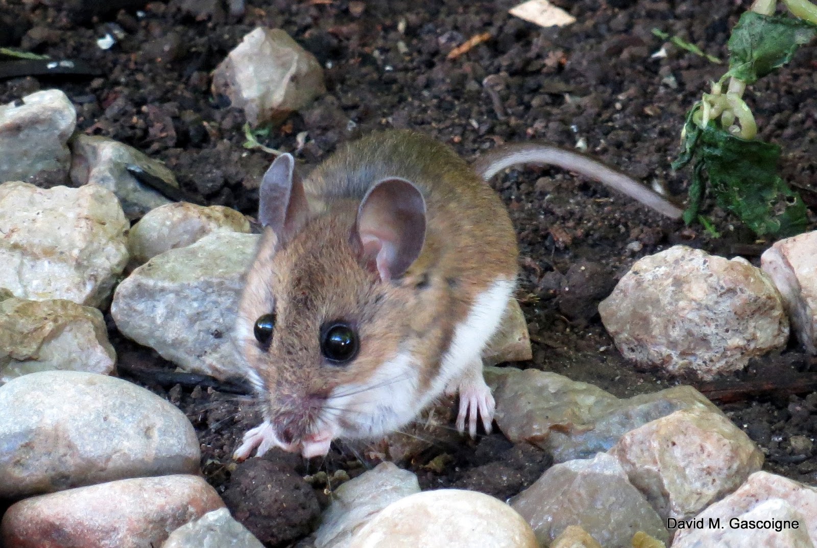 Travels With Birds Deer Mouse Souris Sylvestre In My Backyard
