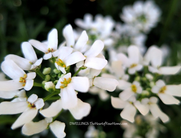 candytuft