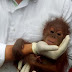 アチェ州からのオランウータンの赤ちゃん3匹の密売を阻止