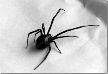 viuda negra